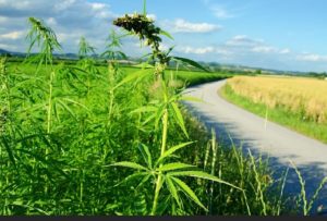 hemp pic 1