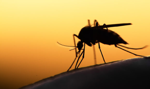 west nile virus...