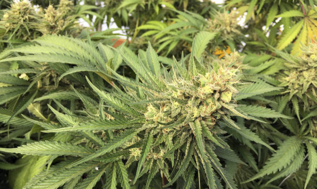 medical marijuana cannabis...