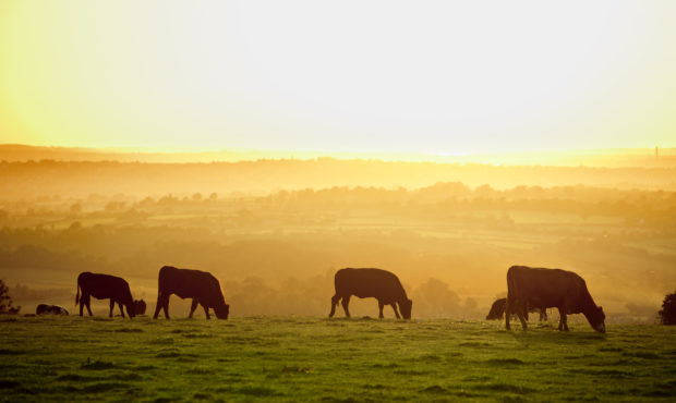 cattle shootings...