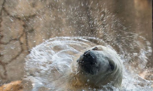 Photo: Courtesy of Hogle Zoo...