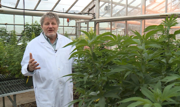 marijuana usu...