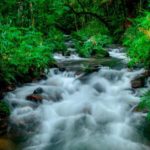 Bwindi Impenetrable Forest, Uganda
