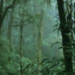 Monteverde Cloud Forest Reserve, Costa Rica