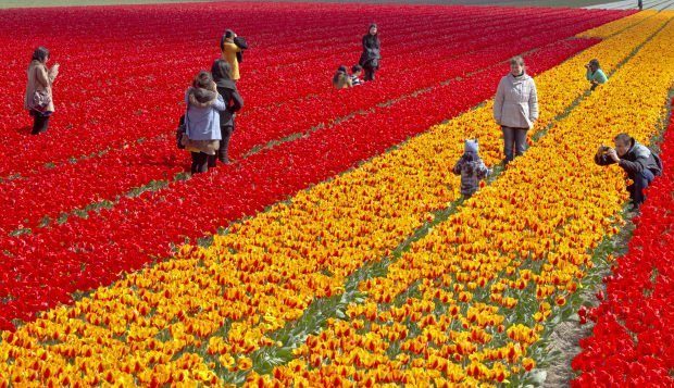 tulips selfie...