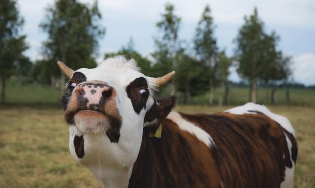 (Stock Photo) A cow takes a look into the camera....