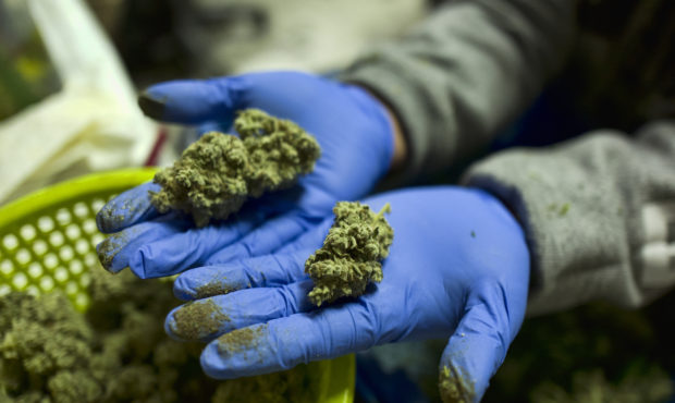 medical marijuana distribution...