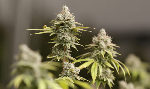 medical marijuana pot utah...