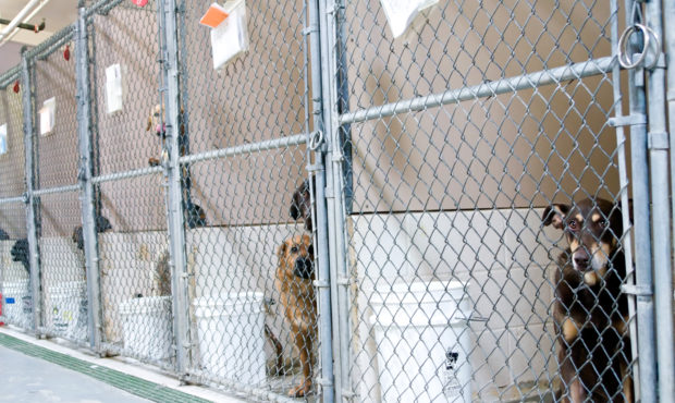 Dogs awaiting adoption in kennels (Getty Images)...
