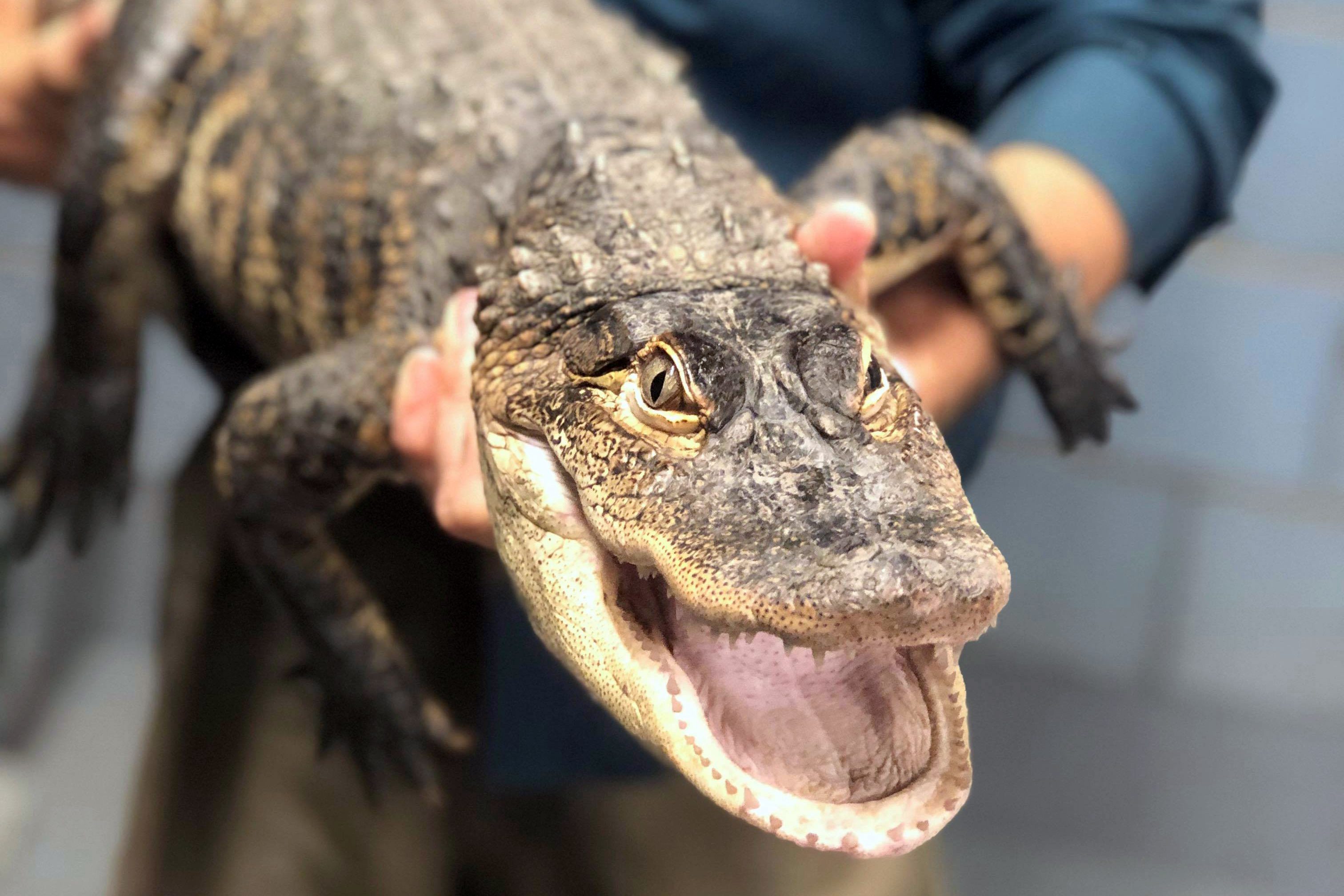 Florida expert captures elusive alligator at Chicago lagoon