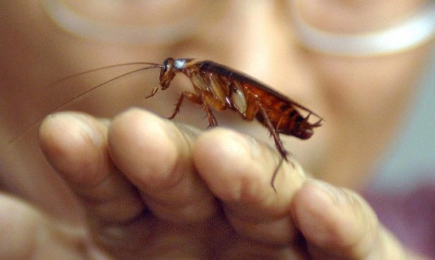 cockroaches...