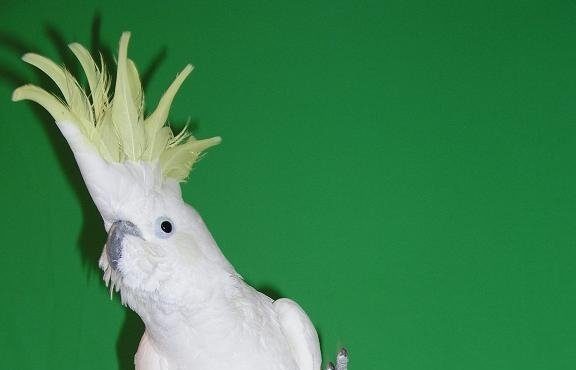 snowball dancing cockatoo...