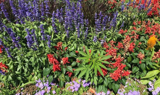 vermont capitol cannabis...