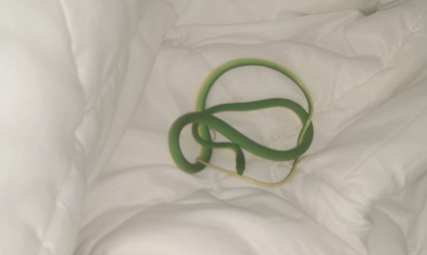 Melinda Major was asleep in her hotel room in Memphis, Tennessee, on Friday morning when she felt s...
