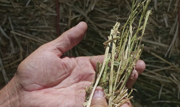 (Alfalfa from Russell Jones' farm in Nephi.  Credit: Rick Bowmer, Associated Press, file.)...