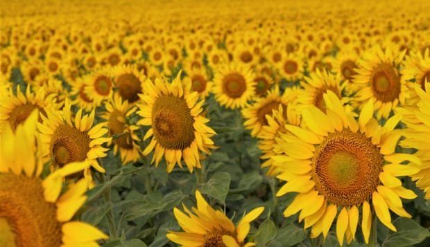 sunflower...