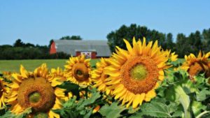sunflower