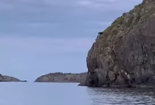 moose cliff-diving...
