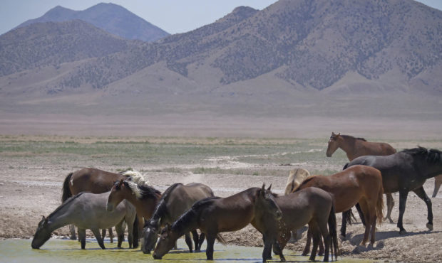 wild horse...