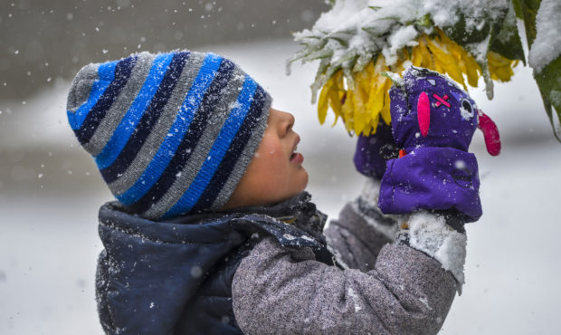 Connor Cruz, age 5, inspects snow laden sunflowers during a snow storm, Saturday, Sept. 28, 2019, i...