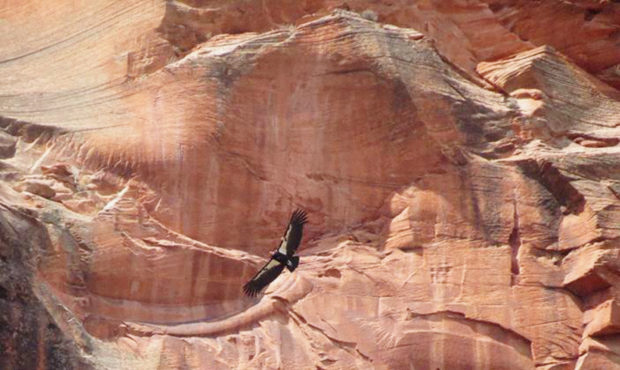 FILE - This April 8, 2019, file photo, provided by the National Parks Service shows a California co...