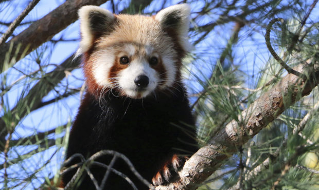 This photo released by Saint-Martin-la-Plaine zoo shows the red panda that broke out of a zoo in th...