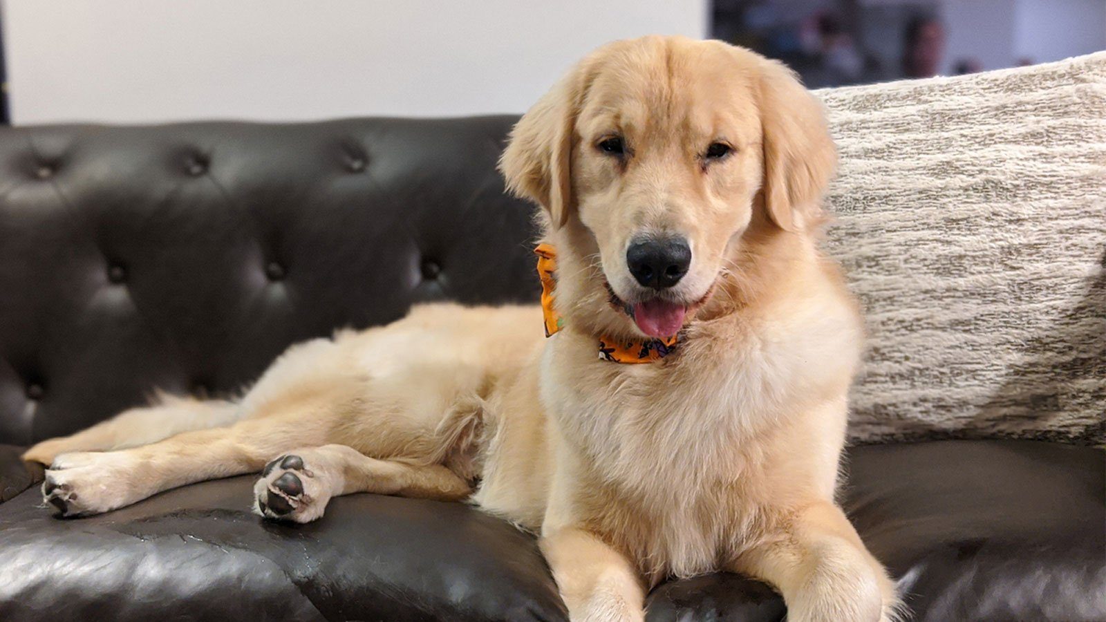The life expectancy of dogs can be six to 12 times shorter than humans. (Photo credit: Allen Kim, C...