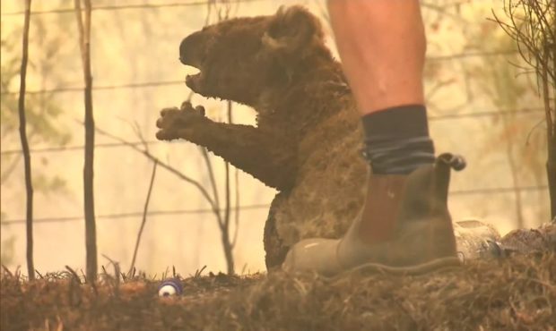 Footage shows Lewis the koala with his fur on fire, frightened and scrambling up a tree.

Nine Netw...