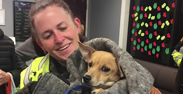 freeway rescue dog...