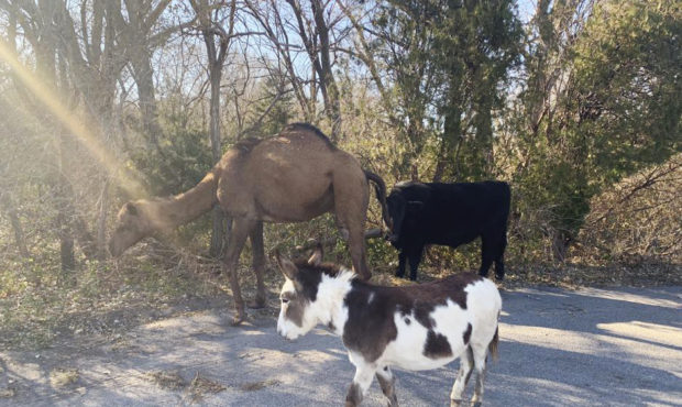 This Nov. 17, 2019 photo provided by the Goddard Police Department shows a camel, donkey and a cow ...