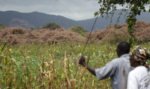 Africa Locust Infestation 2020...