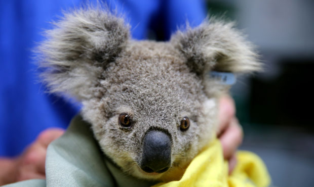 PORT MACQUARIE, AUSTRALIA - NOVEMBER 29: A koala named Pete from Pappinbarra at The Port Macquarie ...