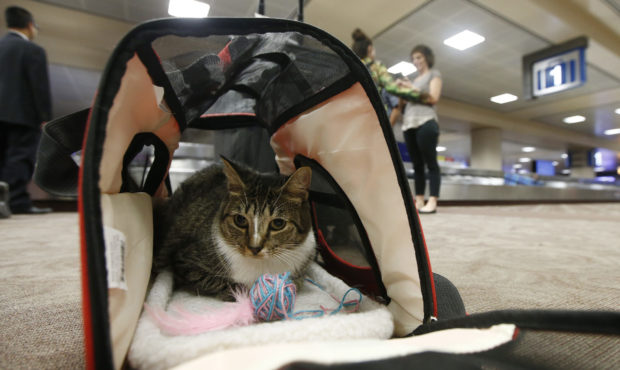 Service animals airplanes USDOT...