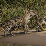 Wildlife Photographer People's Choice