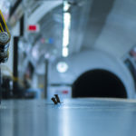 Wildlife Photographer of the Year 2019