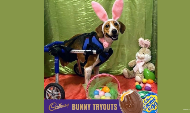 Cadbury Bunny...
