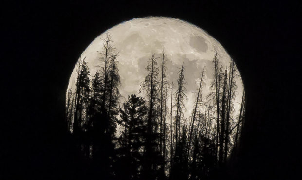 FILE - In this Nov. 14, 2016 file photo, evergreen trees are silhouetted on the mountain top as a s...