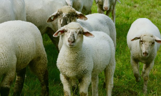 farmers ranchers coronavirus...