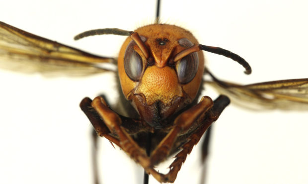 murder hornet hype...
