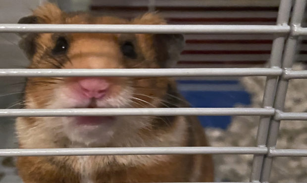 class hamster...