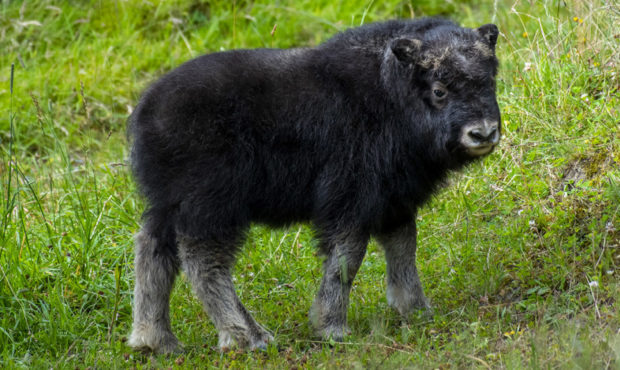 Muskox Trebek...