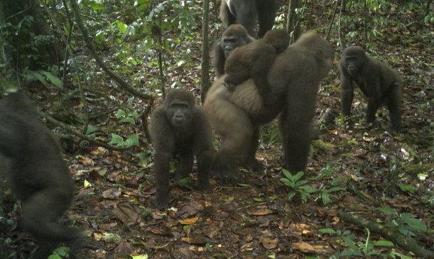 Cross River Gorillas...