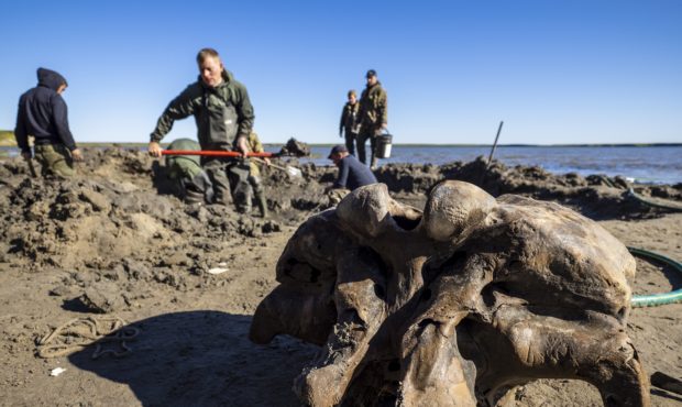 mammoth skeleton...