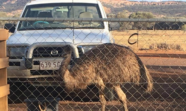 In this photo taken and released by Leanne Byrne, an emu named Carol, three years old and raised fr...