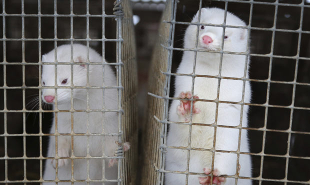 Scientists study coronavirus outbreaks among minks in Europe...