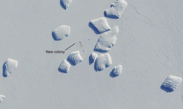 Markings points to a patch of penguin guano on an image captured by the Copernicus Sentinel-2 satel...