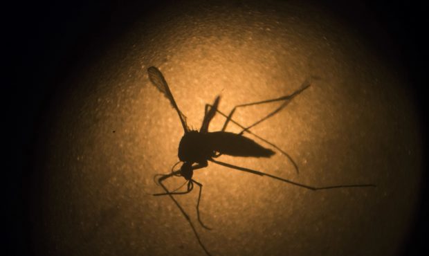 modified mosquitos...