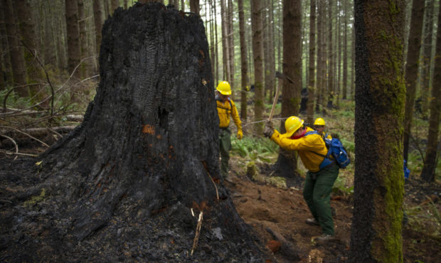 old growth trees California wildfire...