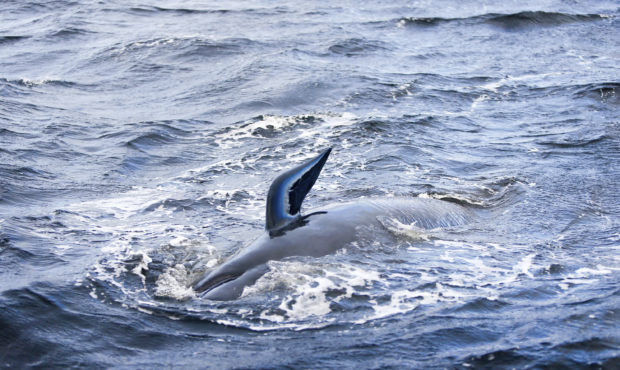 A whale is in the water near Strahan, Australia, Wednesday, Sept. 23, 2020. Authorities revised up ...