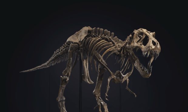 T. Rex for sale...